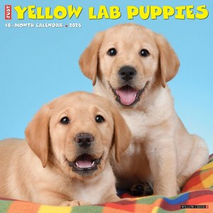 Yellow Lab Puppies 2024 Calendar