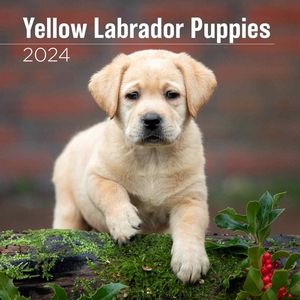 Yellow Lab Puppies 2024 Wall Calendar