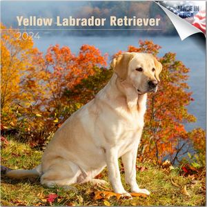 Yellow Labrador Retriever 2024 Calendar