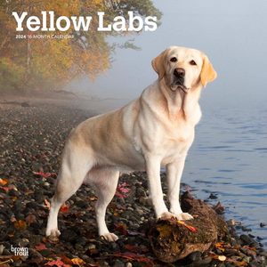 Yellow Labs 2024 Calendar