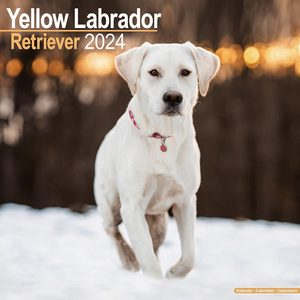 Yellow Labrador Retriever 2024 Calendar