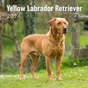 Yellow Labrador Retriever 2024 Wall Calendar