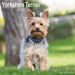 Yorkshire Terrier 2024 Calendar