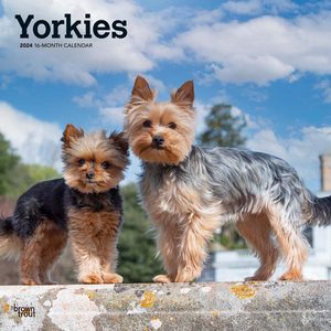 Yorkshire Terriers 2024 Calendar