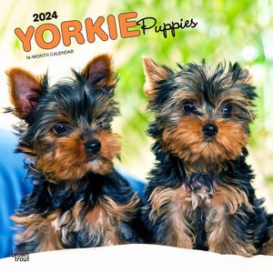 Yorkie Puppies 2024 Calendar