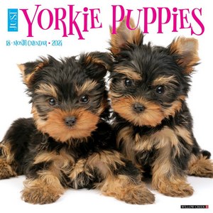 Yorkie Puppies 2024 Calendar