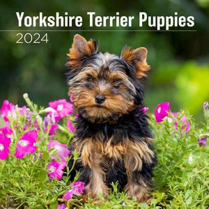 Yorkshire Terrier Puppies 2024 Wall Calendar