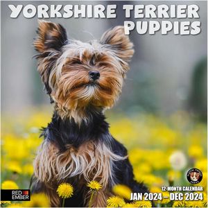Yorkshire Terrier Puppies 2024 Calendar