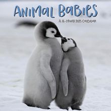 Animal Babies 2025 Calendar