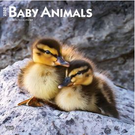 2025  Baby Animals Calendars