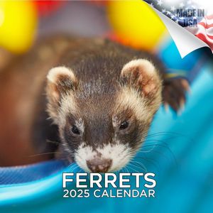 Ferrets 2025 Calendar