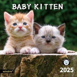 Baby Kitten 2025 Calendar