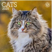Cats 2025 Calendars