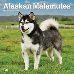 Alaskan Malamutes 2025 Calendar