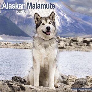 Alaskan Malamute 2025 Calendar