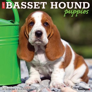 Just Basset Hound Puppies 2025 Wall Calendar