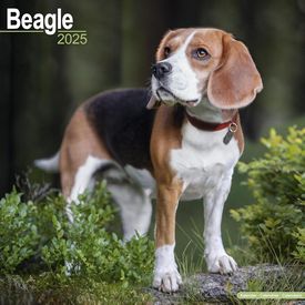 Beagle 2025 Calendar