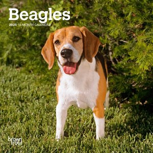 Beagles 2025 Mini Wall Calendar