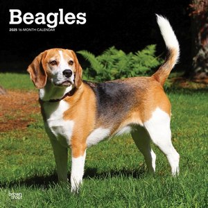 Beagles 2025 Calendar