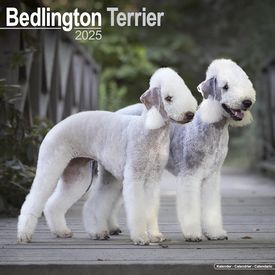 Bedlington Terrier 2025 Calendar