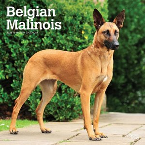 Belgian Malinois 2025 Calendar