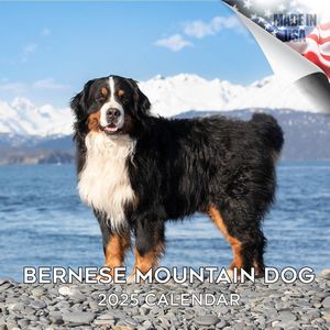 Bernese Mountain Dog 2025 Calendar