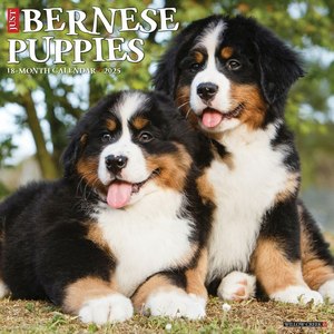 Just Bernese Puppies 2025 Wall Calendar