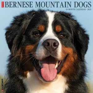 Just Bernese Mountain Dogs 2025 Wall Calendar
