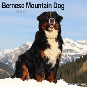 Bernese Mountain Dog 2025 Calendar