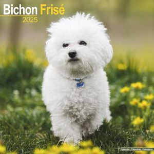 Bichon Frise 2025 Calendar