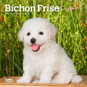 Bichon Frise Puppies 2025 Mini Wall Calendar