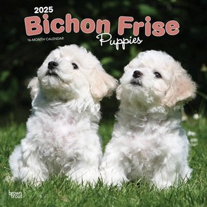 Bichon Frise Puppies 2025 Wall Calendar