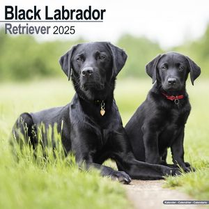Black Labrador Retriever 2025 Calendar