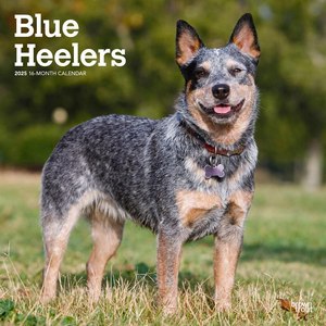 Blue Heelers 2025 Calendar