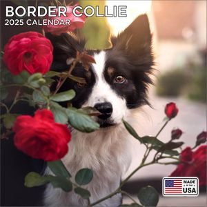 Border Collie 2025 Calendar