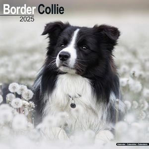 Border Collie 2025 Calendar
