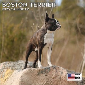 Boston Terrier 2025 Calendar