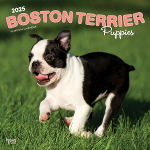 Boston Terrier Puppies 2025 Wall Calendar