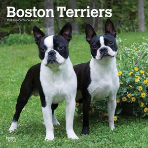 Boston Terriers 2025 Wall Calendar