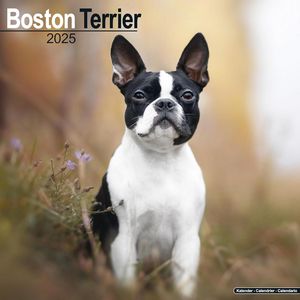 Boston Terrier 2025 Calendar