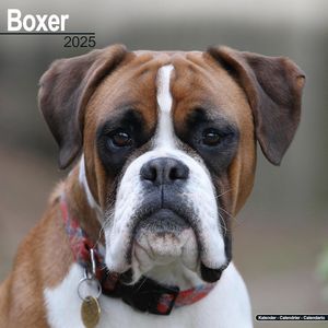Boxer 2025 Calendar