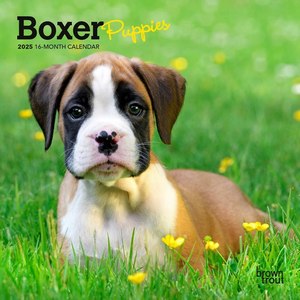 Boxer Puppies 2025 Mini Wall Calendar