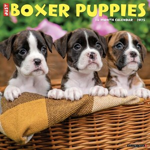 Just 2025 Boxer Puppies 2025 Wall Calendar