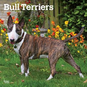 Bull Terriers 2025 Wall Calendar