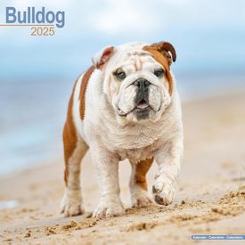 Bulldogs 2025 Calendar
