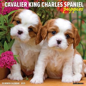 Cavalier King Charles Spaniel 2025 Calendars