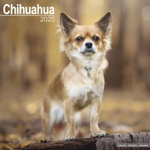 Chihuahuas 2025 Calendar