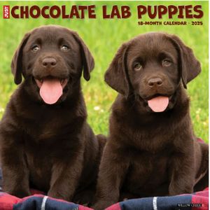 Chocolate Lab Puppies 2025 Calendar