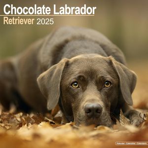 Chocolate Labrador 2025 Calendar