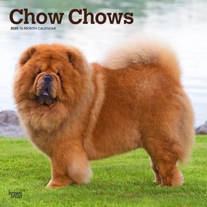 Chow Chows 2025 Calendar